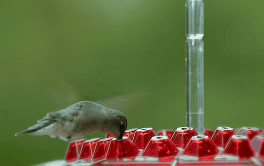 Hummingbird Feeder - With Ant Deterrent and 30 Openings