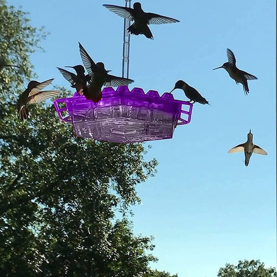 Hummingbird Feeder - With Ant Deterrent and 30 Openings