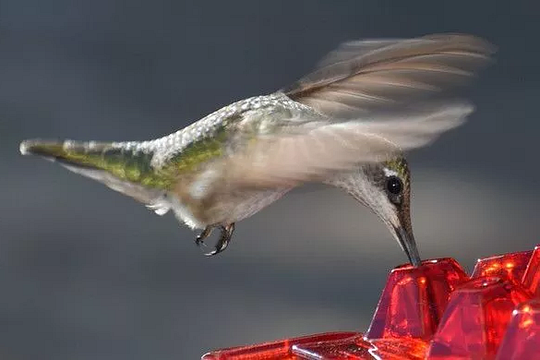 Hummingbird Feeder - With Ant Deterrent and 30 Openings