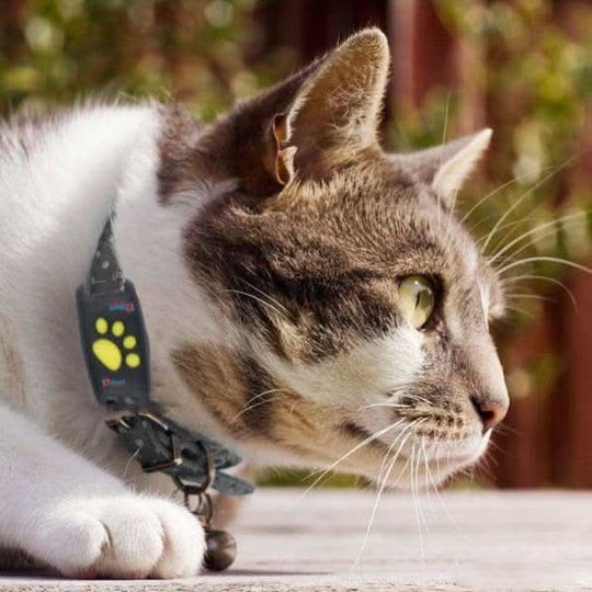 Collare GPS per Gatti | Dispositivo di Monitoraggio della Posizione in Tempo Reale